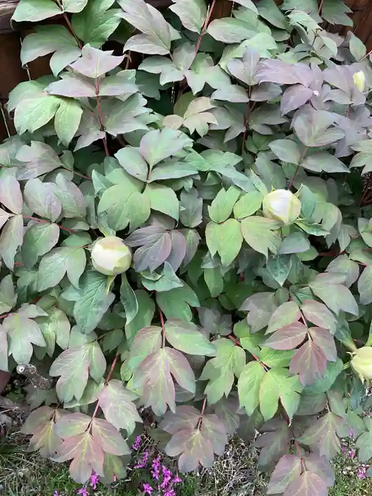 日龍峯寺(高澤観音)(美濃清水)(岐阜県)