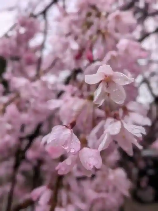 猿田彦神社(東京都)