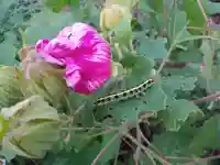 天朝井戸大師の自然