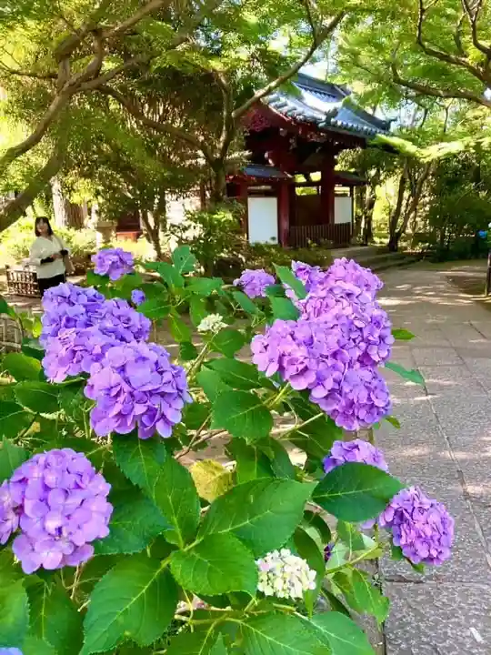 本土寺(千葉県)