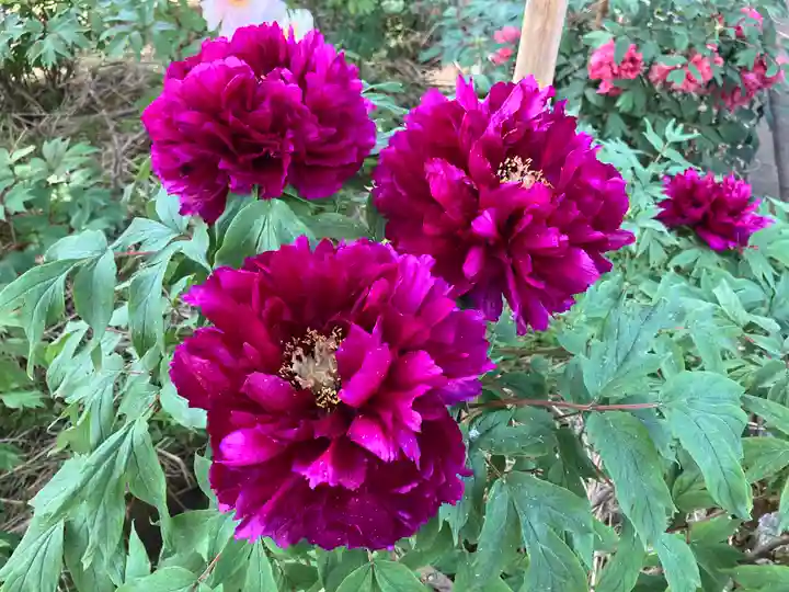 遠照寺(長野県)