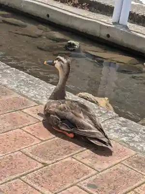 上千葉香取神社(東京都)