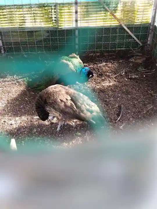 福井県護国神社(福井県)