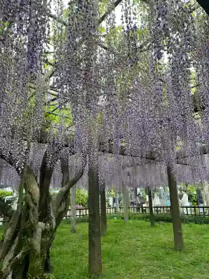 妙福寺の{uncategorized: "未分類", other: "その他", undefined: "問題あり", building: "その他建物", grave: "お墓", sacred_gate: "鳥居", guardian: "狛犬", statue: "像", buddha: "仏像", history: "歴史", nature: "自然", garden: "庭園", animal: "動物", pagoda: "塔", temizu: "手水舎", mountain_gate: "山門・神門", sanctuary: "本殿・本堂", subordinate: "末社・摂社", art: "芸術", scenery: "景色", jizo: "地蔵", ema: "絵馬", goshuin: "御朱印", omikuji: "おみくじ", items: "授与品その他", amulet: "お守り", goshuincho: "御朱印帳", eats: "食事", festival: "お祭り", votive_dance: "神楽", shichigosan: "七五三参", wedding: "結婚式", experience: "体験その他", initially: "初詣", around: "周辺", anti_infection: "感染症対策"}