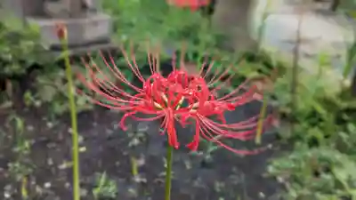 常泉寺(神奈川県)