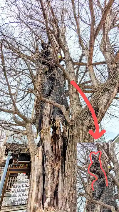 飛木稲荷神社の自然