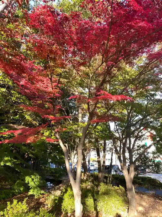 茅ヶ崎杉山神社の自然