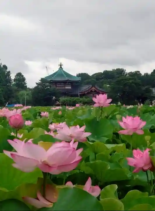寛永寺不忍池弁天堂(東京都)