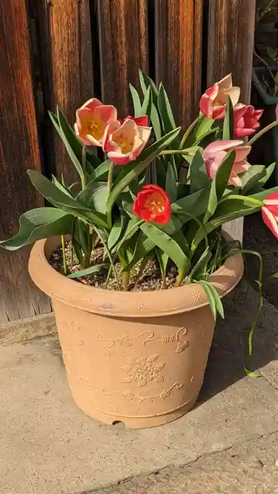 元祇園梛神社・隼神社(京都府)