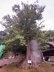 安房神社(千葉県)