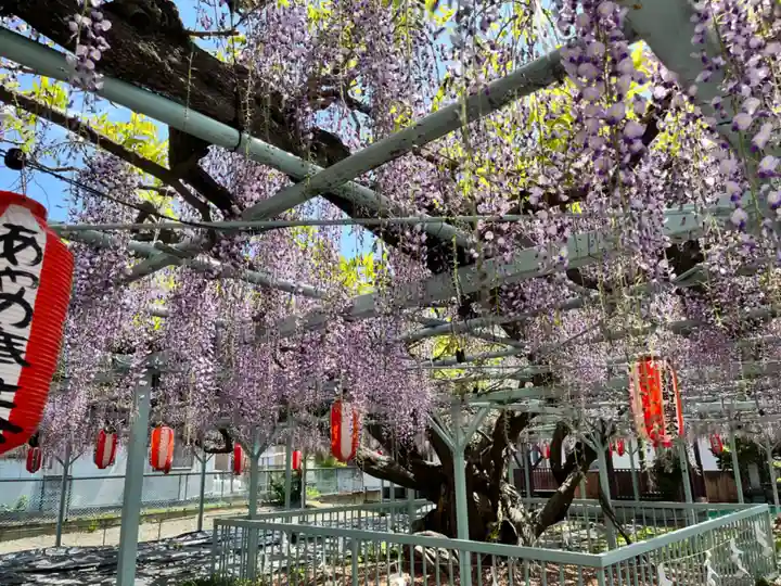菖蒲神社(埼玉県)