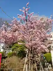 鳩森八幡神社の自然