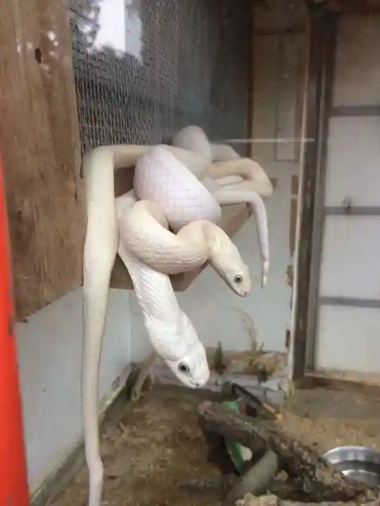 赤水蛇石神社の動物