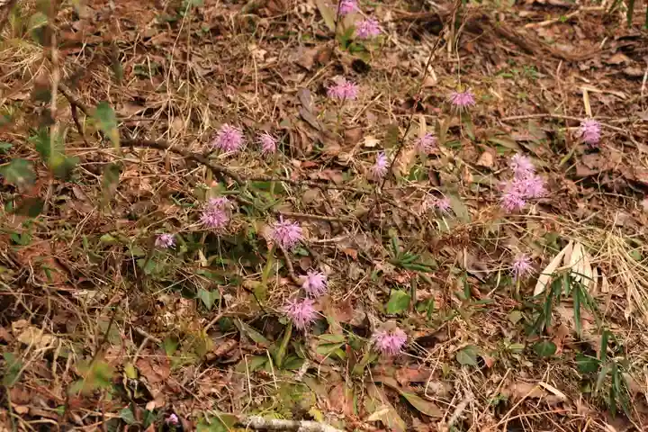 三峯神社の自然