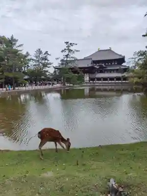 東大寺の動物
