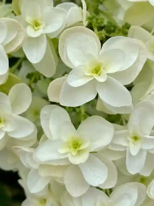 六孫王神社(京都府)