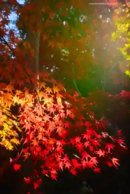 本土寺(千葉県)