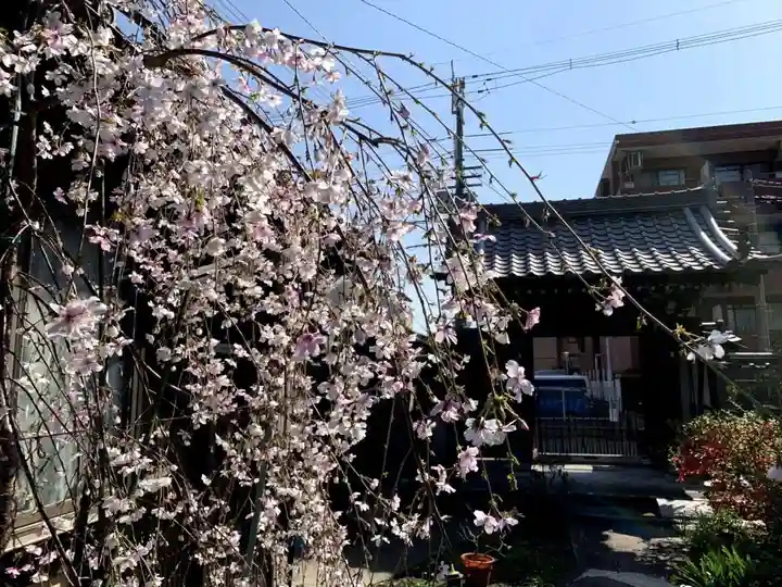 紫雲山 大泉寺の自然
