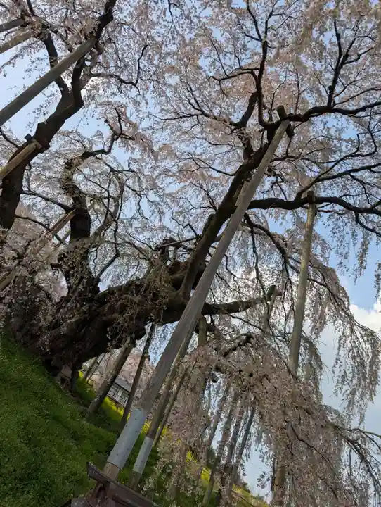 瀧桜神明宮(福島県)