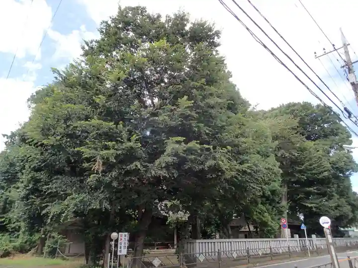 虎狛神社の自然