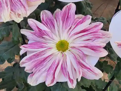 太宰府天満宮の地蔵