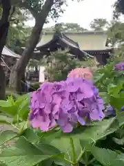 菊田神社の自然