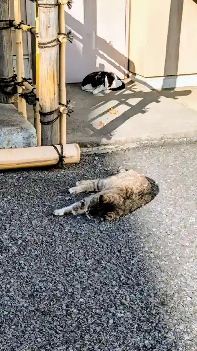 白金氷川神社の動物