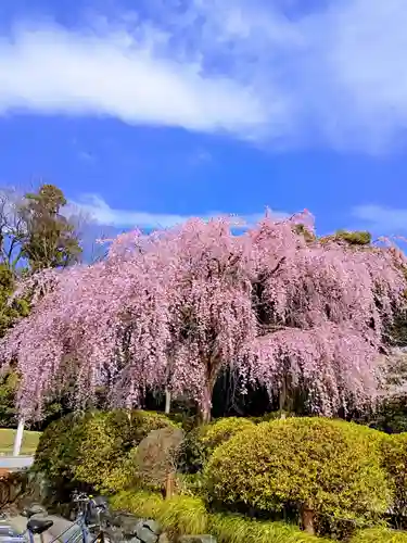 櫻木神社の自然