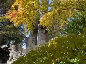 比々多神社の狛犬(2021年11月16日(火) 12時19分06秒投稿)
