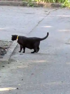 鳥越八幡神社(山形県)