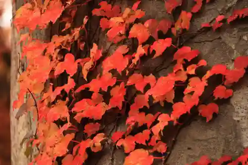愛宕神社の自然