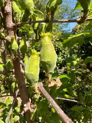 五井山 妙善院の自然