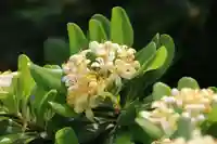 開成山大神宮の庭園