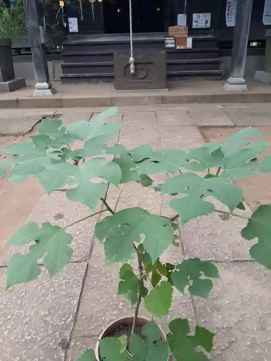 伏木香取神社の自然