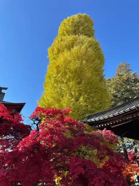 長圓寺の自然
