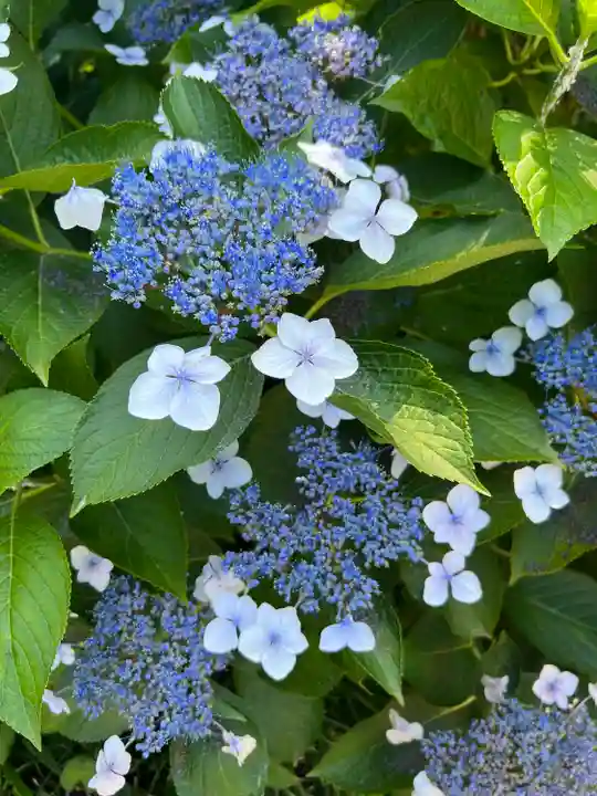 本光寺(愛知県)