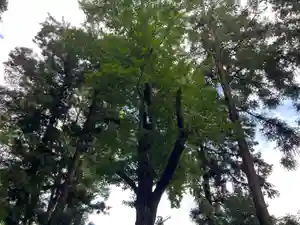 大宮温泉神社(栃木県)(2023年07月13日(木) 08時14分02秒投稿)