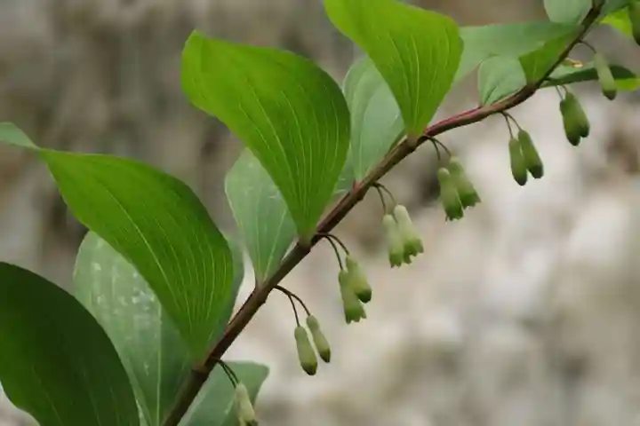 鹿島大神宮の自然