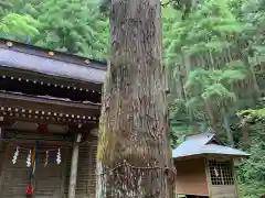 八乙女根尾神社の自然