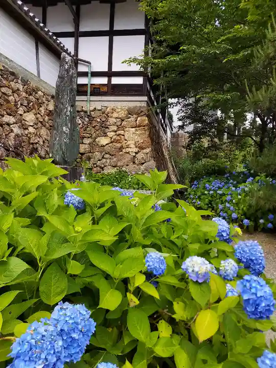 柳谷観音 楊谷寺の自然