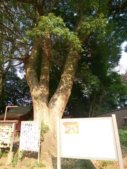 三芳野神社(埼玉県)