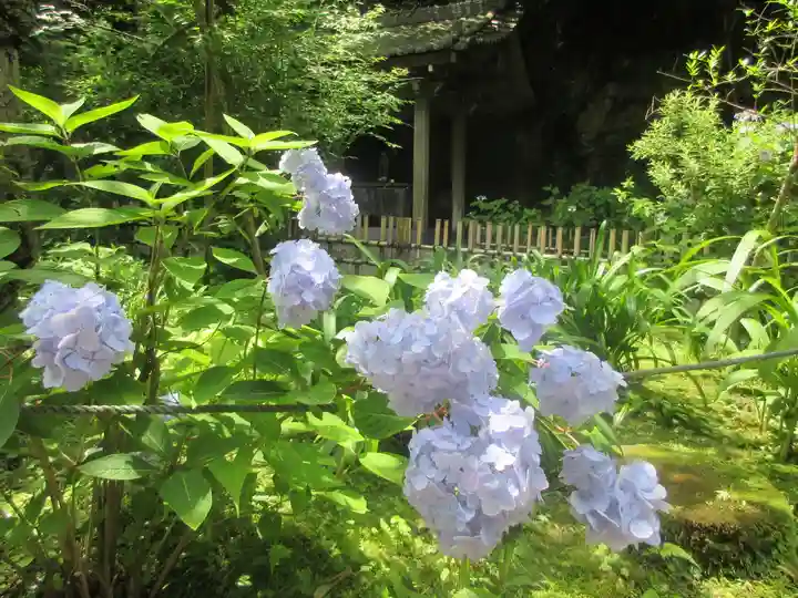 安國論寺(安国論寺)の自然