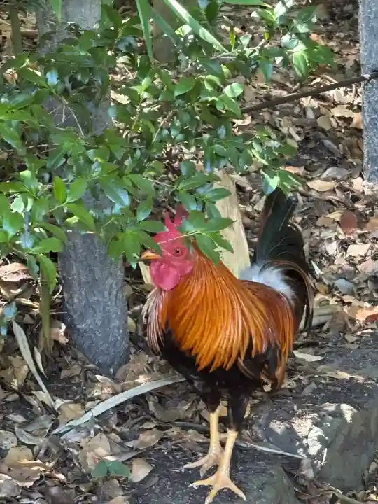 熱田神宮(愛知県)