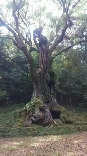 武雄神社の自然