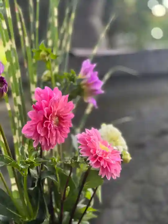 須山浅間神社の自然