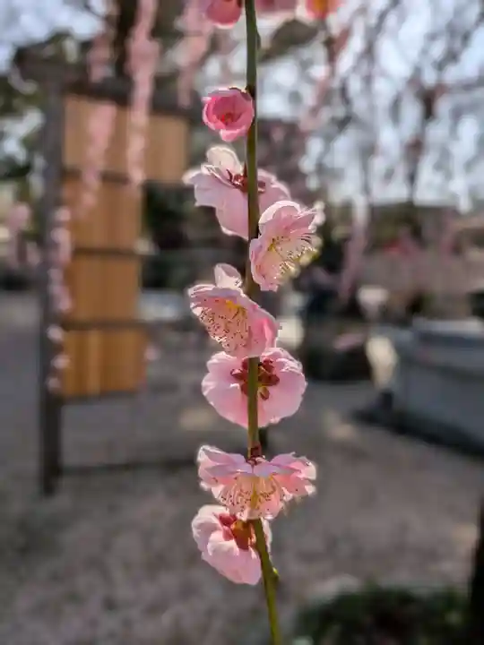 布多天神社(東京都)