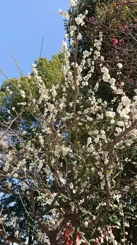 馬橋稲荷神社の自然