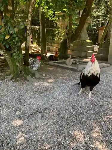 石上神宮の動物