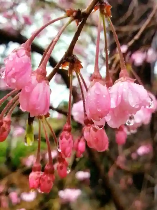 鳩森八幡神社(東京都)
