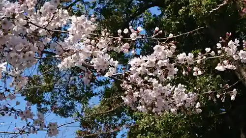 阿佐ヶ谷神明宮の自然